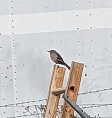 Mimus polyglottos
