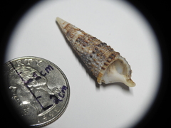 Cerithium