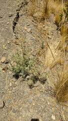 Lupinus altimontanus