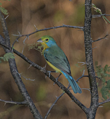 Passerina leclancherii