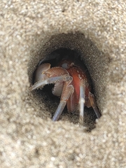 Ocypode gaudichaudii