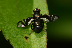 Rivellia conjuncta