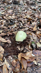 Amanita phalloides