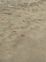 Ocypode gaudichaudii