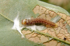 Filatima