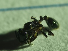 Chelaner antarcticus