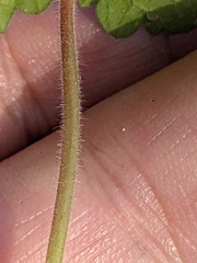 Geranium rotundifolium