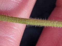 Geranium rotundifolium