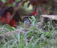 Coccopygia quartinia