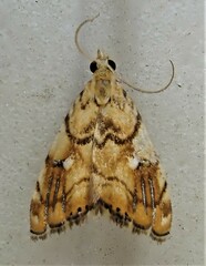 Glaucocharis selenaea