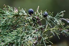 Juniperus indica