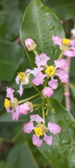 Malpighia glabra