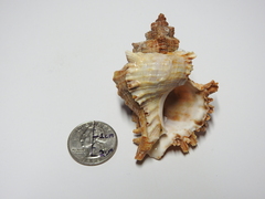 Chicoreus