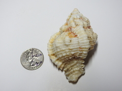 Phyllonotus pomum