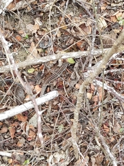 Medopheos edracanthus