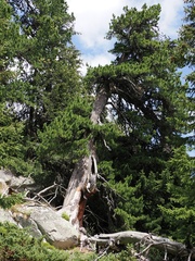Pinus cembra