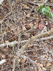 Medopheos edracanthus