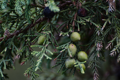 Juniperus indica