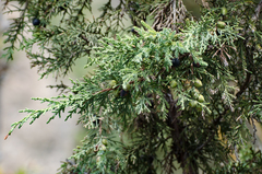Juniperus indica