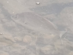 Acanthopagrus australis