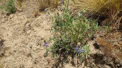 Lupinus altimontanus