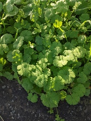 Geranium rotundifolium