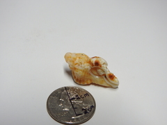 Phyllonotus pomum