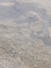 Acanthopagrus australis