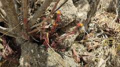 Quinchamalium chilense