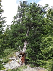 Pinus cembra