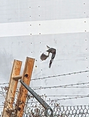 Mimus polyglottos