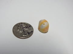 Gastropoda