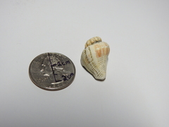 Gastropoda