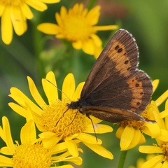 Erebia