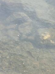 Acanthopagrus australis