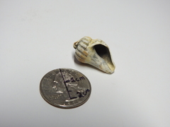 Gastropoda