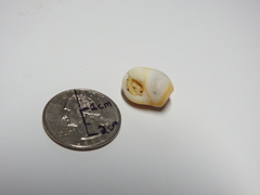 Gastropoda