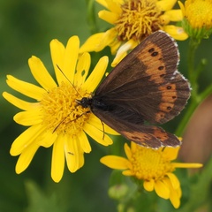 Erebia