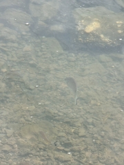 Acanthopagrus australis