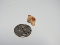 Phyllonotus pomum