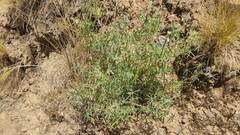 Lupinus altimontanus