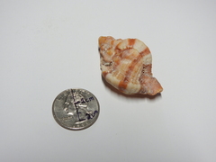 Phyllonotus pomum