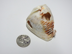 Cassis