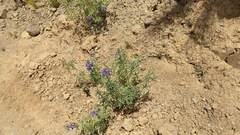 Lupinus altimontanus