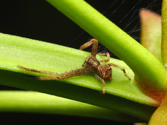 Angaeus rhombifer