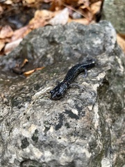 Plethodon albagula