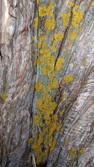 Xanthomendoza ulophyllodes