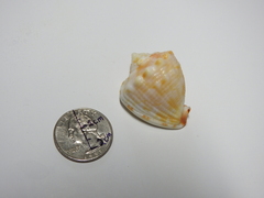 Tonnoidea
