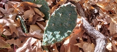 Opuntia humifusa