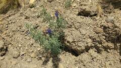 Lupinus altimontanus